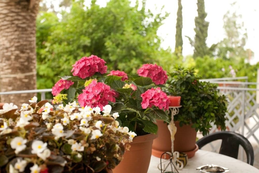 Veggie Garden Athens B&B المظهر الخارجي الصورة