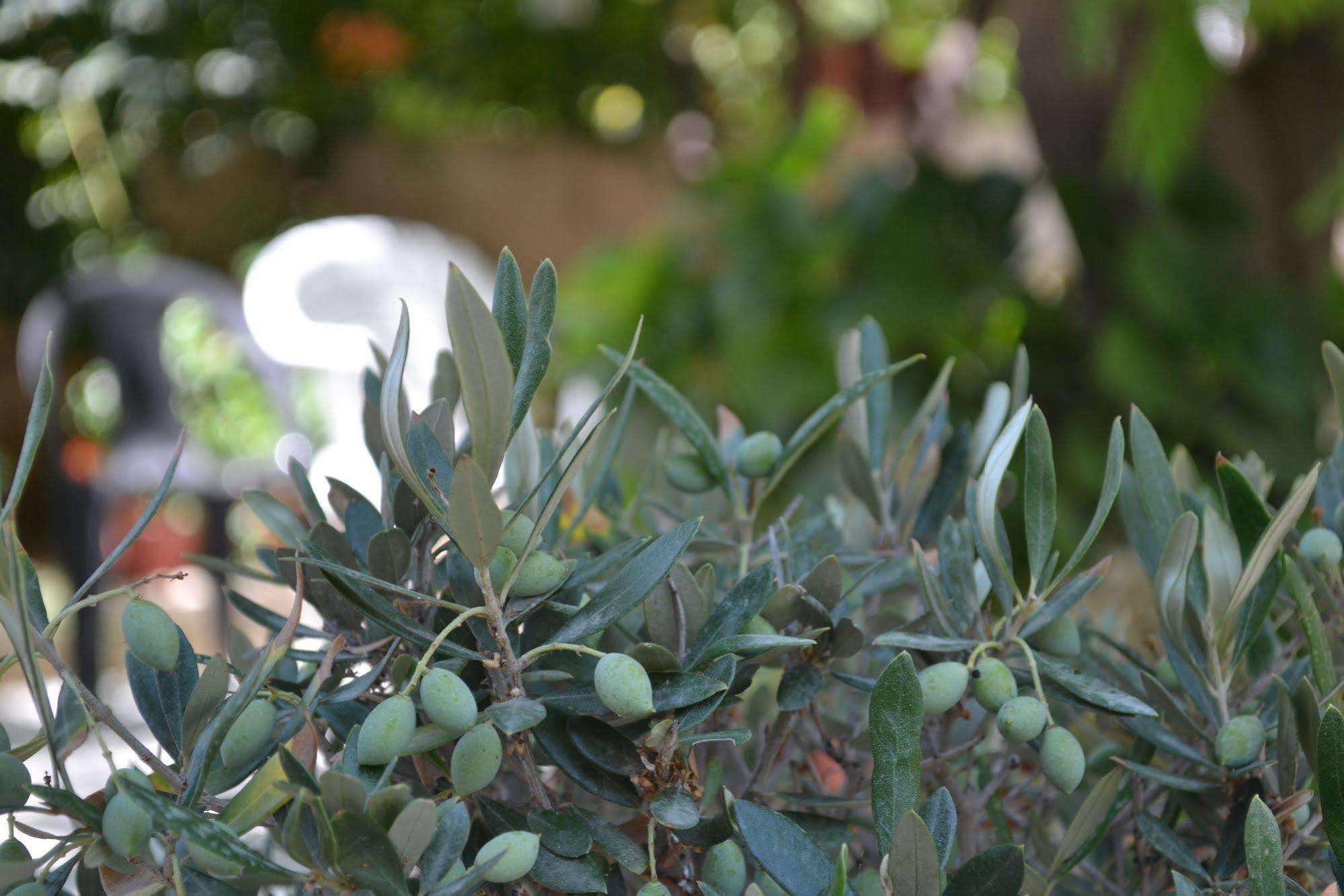 Veggie Garden Athens B&B المظهر الخارجي الصورة